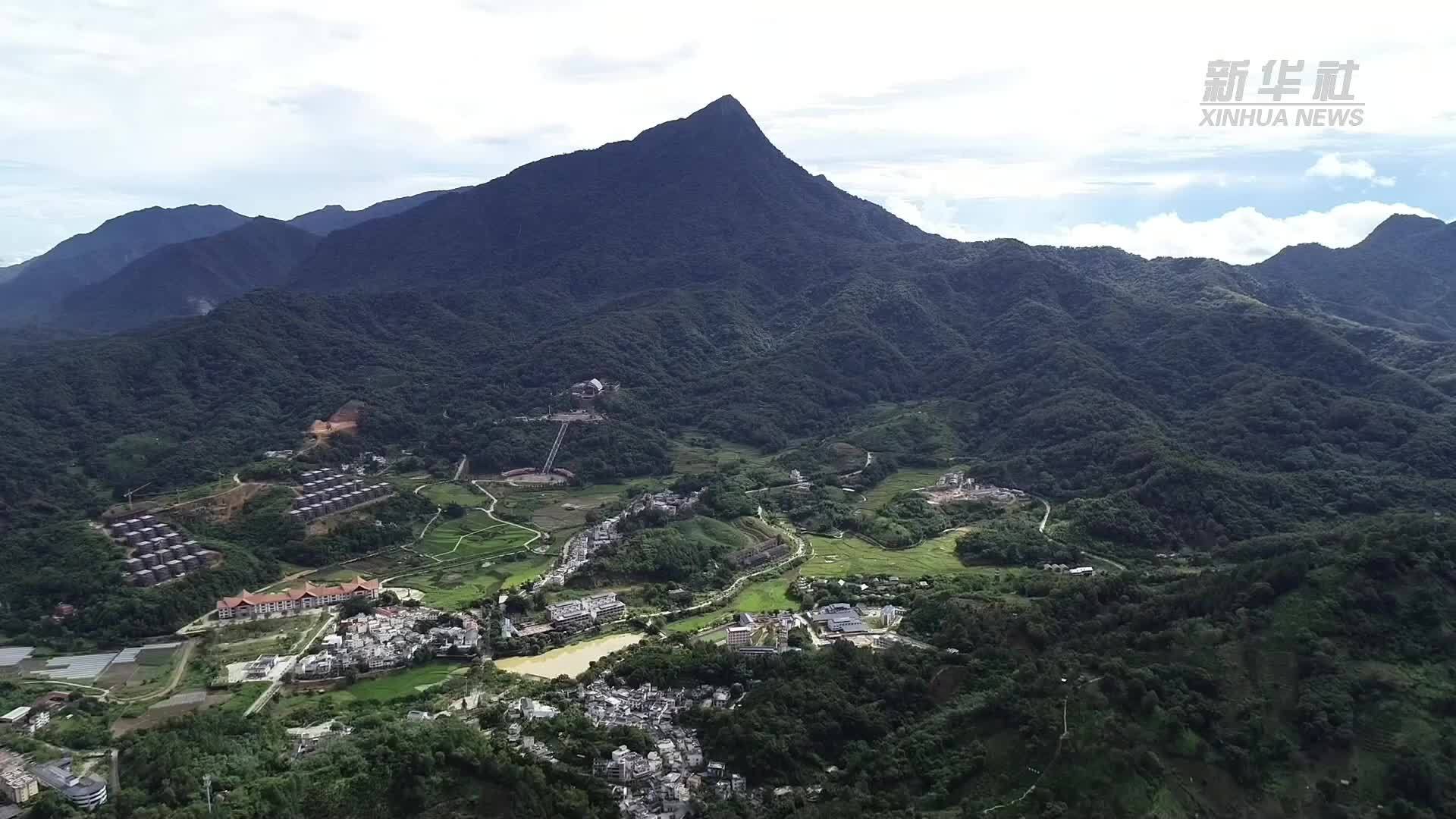 代表委员履职故事｜全国人大代表林豪：走好一片雨林大叶茶的“生态产业化”之路