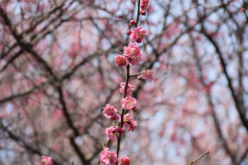 马鞍山梅花盛开正当时 踏春赏花去!凤凰网安徽_凤凰网