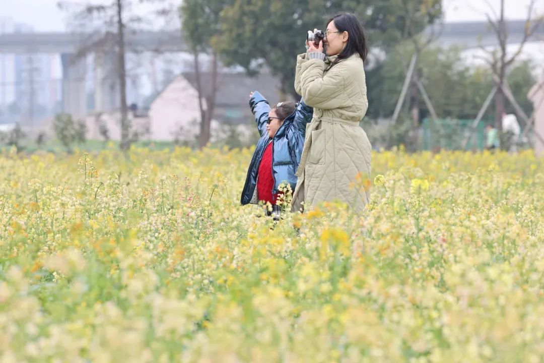别错过鄞州这两片超美油菜花盛开位置就在