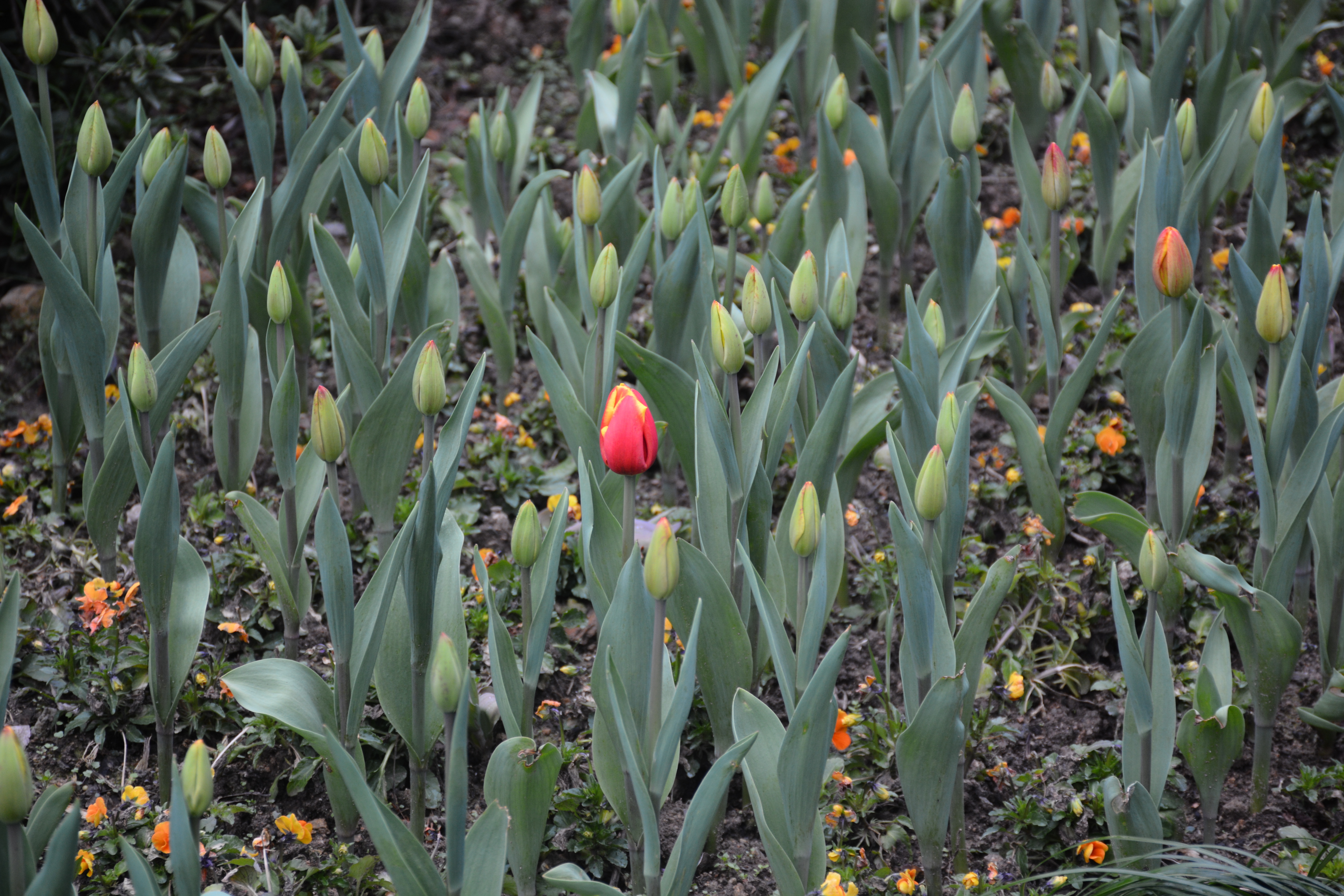 春日衰景，3月郁金喷鼻最孬观摩期快去咯……