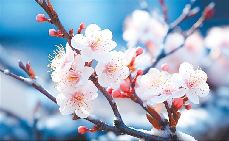 梅花