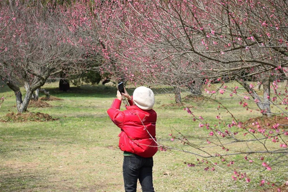 马鞍山梅花盛开正当时 踏春赏花去!凤凰网安徽_凤凰网