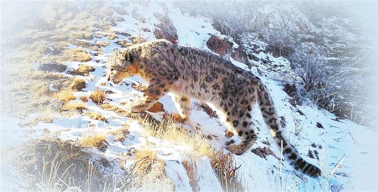 甘肃盐池湾国家级自然保护区拍摄到的雪豹　甘肃盐池湾国家级自然保护区管护中心供图