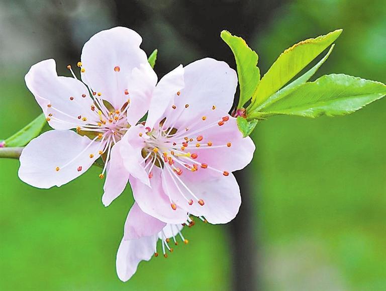 桃花