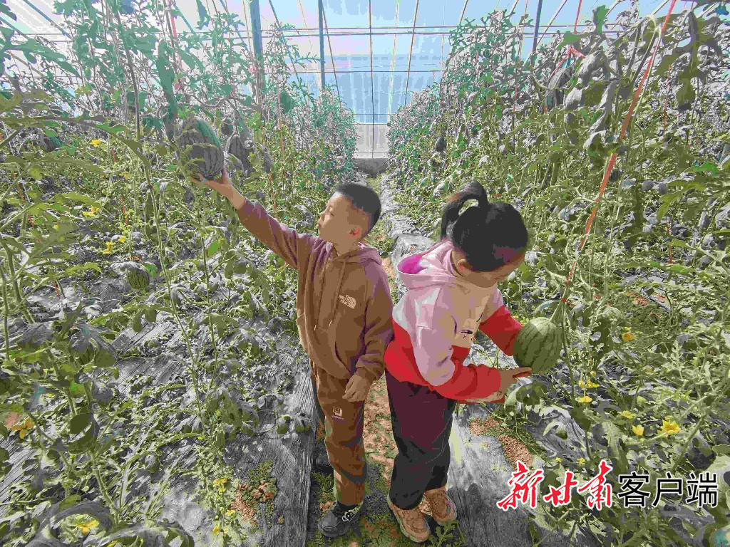 游客带着孩子现场采摘西瓜