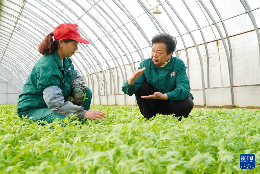 在山东省曹县五里墩村，王银香（右）在生态农场里与村民交流（2023年2月20日摄）。新华社记者 徐速绘 摄