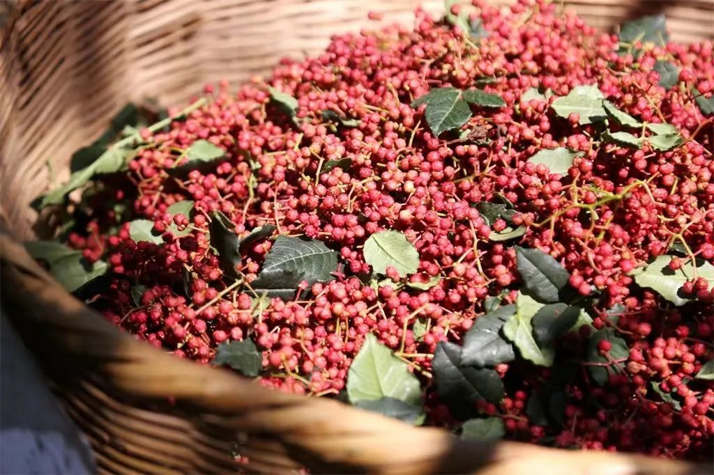 图片来源：武都区融媒体中心