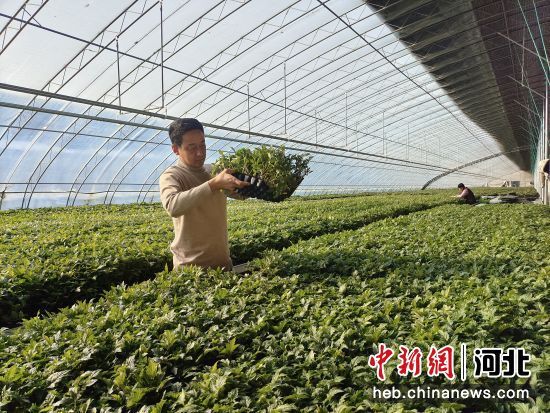 图为工作人员正在管理西红柿种苗。赵磊 摄