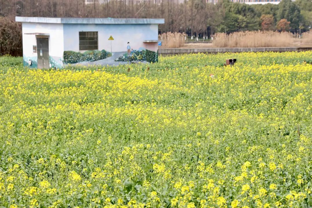 别错过鄞州这两片超美油菜花盛开位置就在