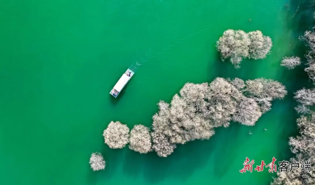 "苍山洱海"永靖县魏家坡,水碧柳绿,清风盛林.