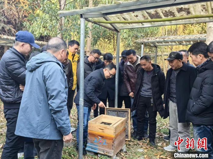 浙江开化“蜂二代”夏晨：把甜蜜事业做得“蜂”生水起凤凰网新三农_凤凰网