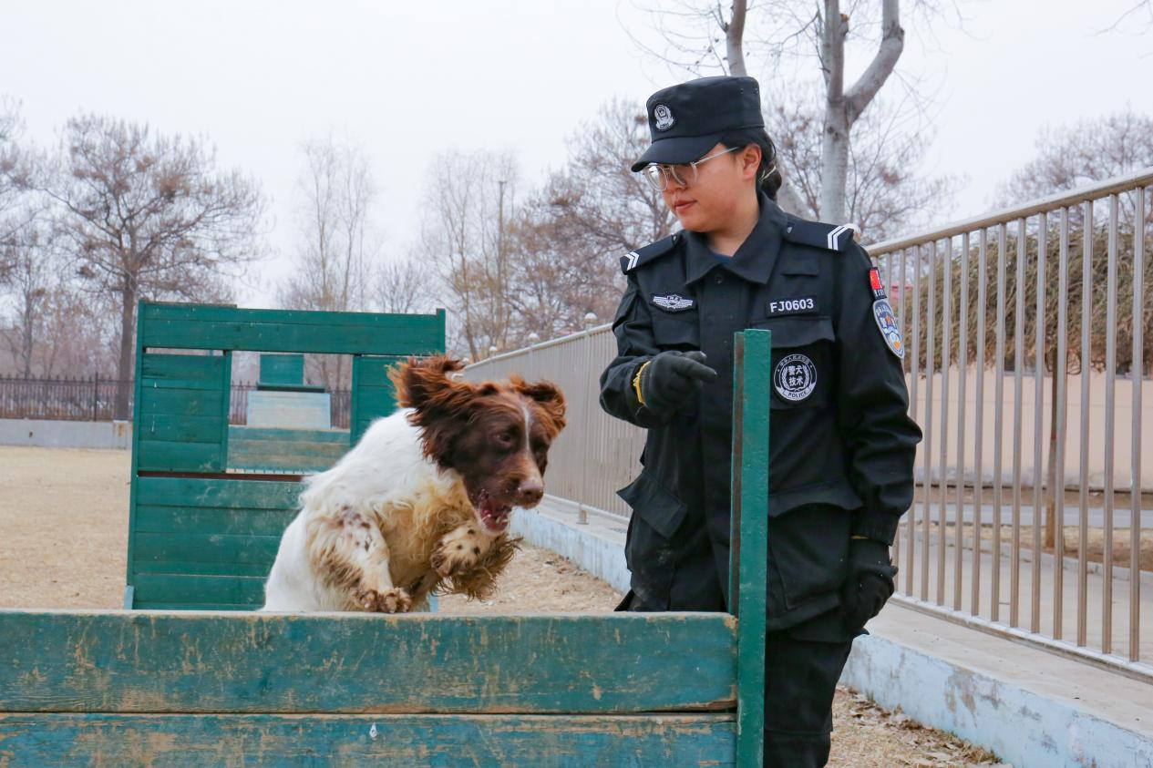 作为一只血迹犬，艾莉在案件中协助判断案发现场、追踪嫌疑人以及作案工具等方面，发挥着人类和机器无法替代的特殊功能