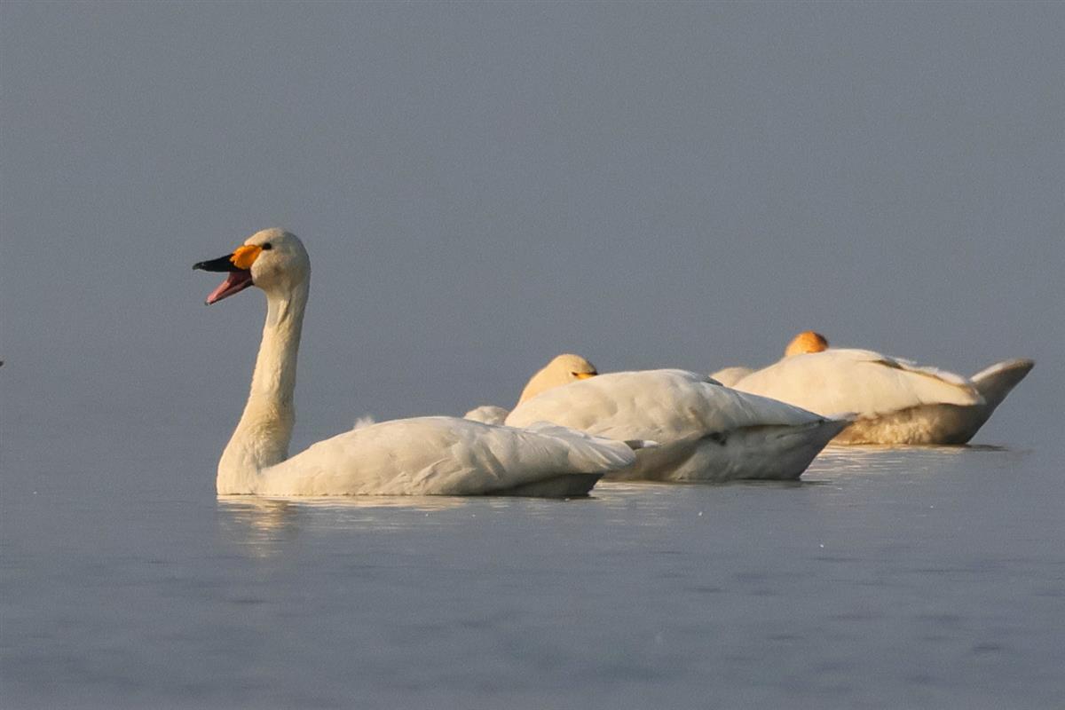 来汉过冬的小天鹅数量5年增5倍!