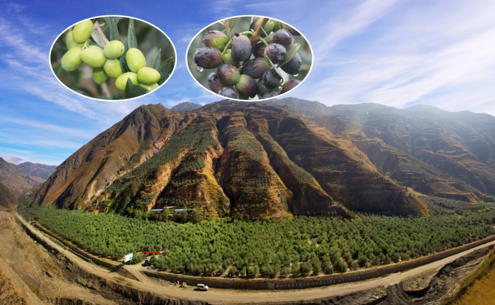 周总理60年前一次出访　为陇上江南带来遍地“黄金”