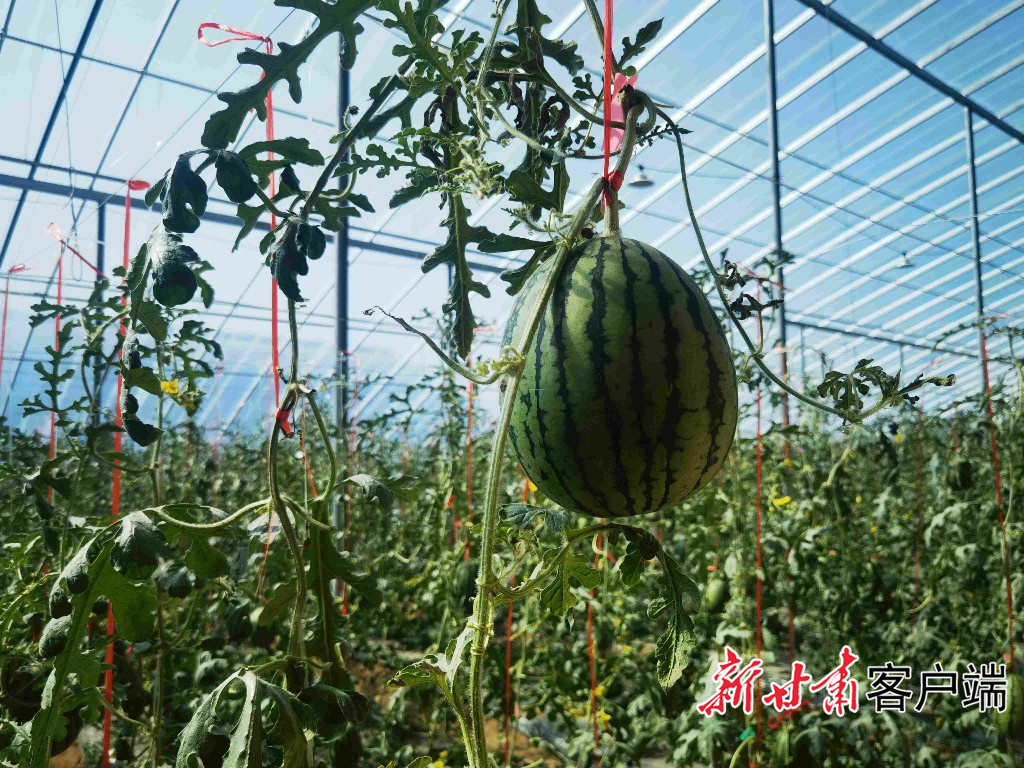 大棚西瓜熟了