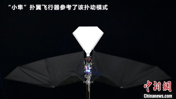 图为“小隼”扑翼飞行器。　西北工业大学供图