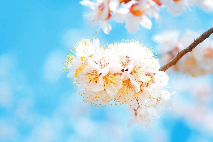梨花
