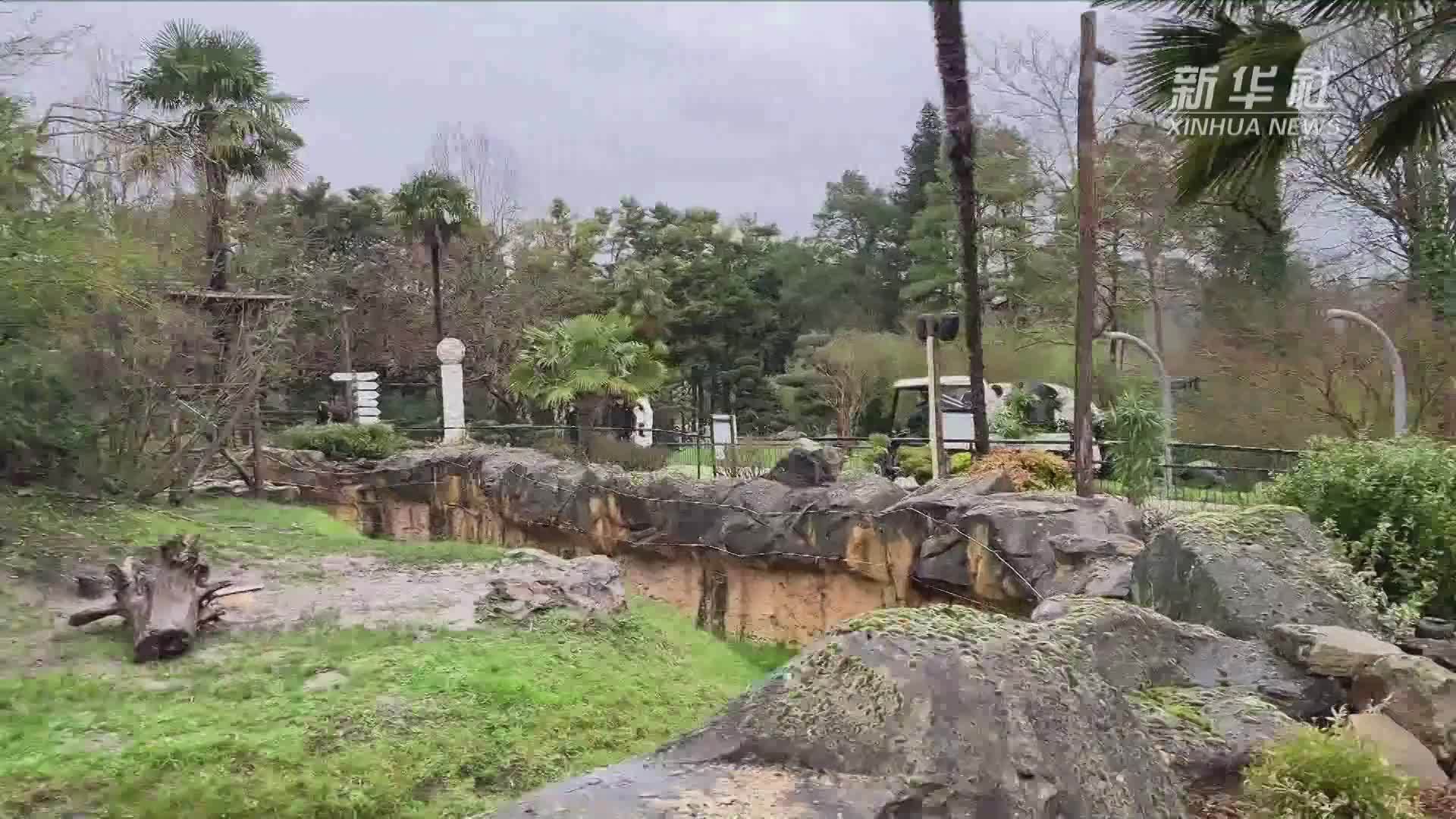 旅居法国大熊猫的惬意生活