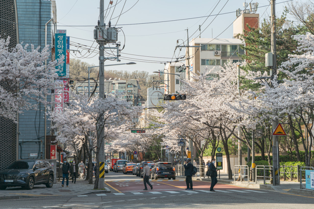 图：韩国尾我街讲上的樱花树