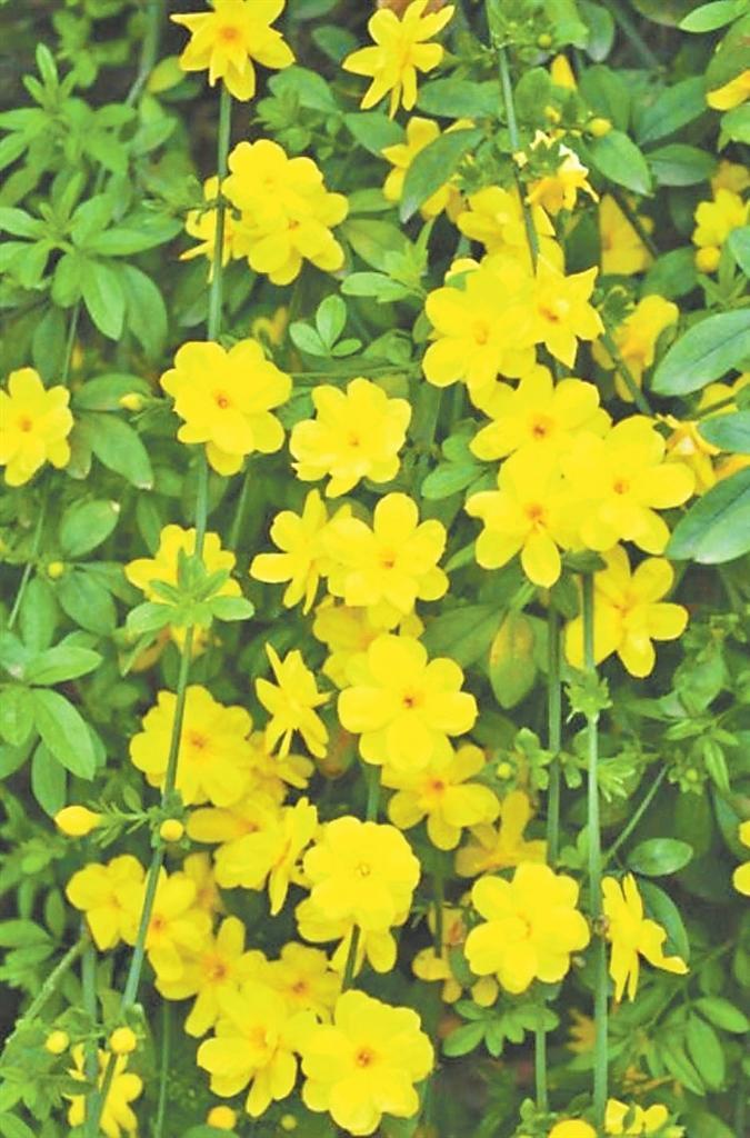 迎春花