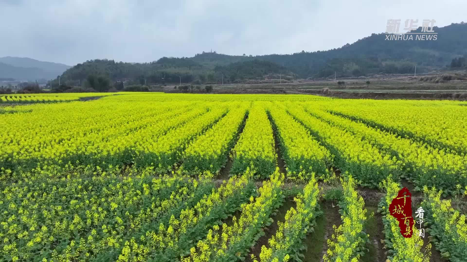 千城百县看中国︱福建宁化：油菜花开春意浓