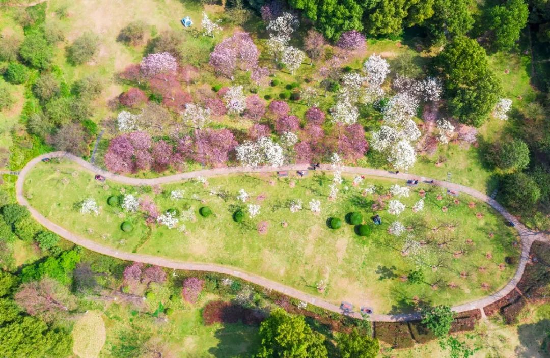 市政公园,霍里山公园,慈湖河滨江文化公园等,马鞍山各大公园均有梅花