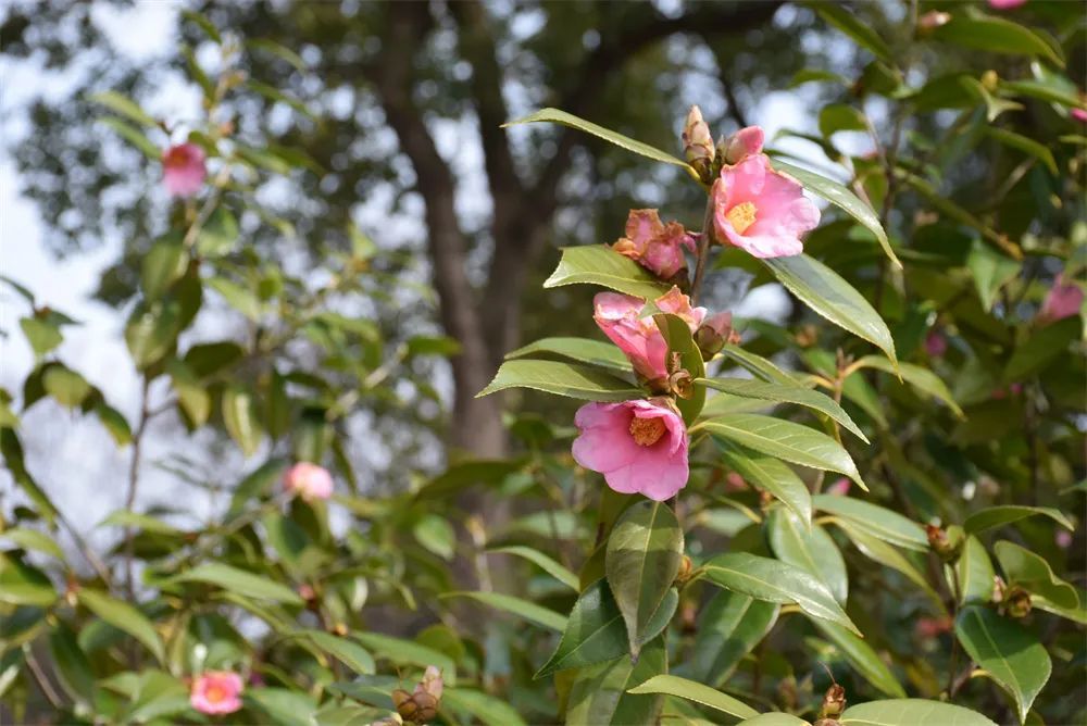 市政公园,霍里山公园,慈湖河滨江文化公园等,马鞍山各大公园均有梅花