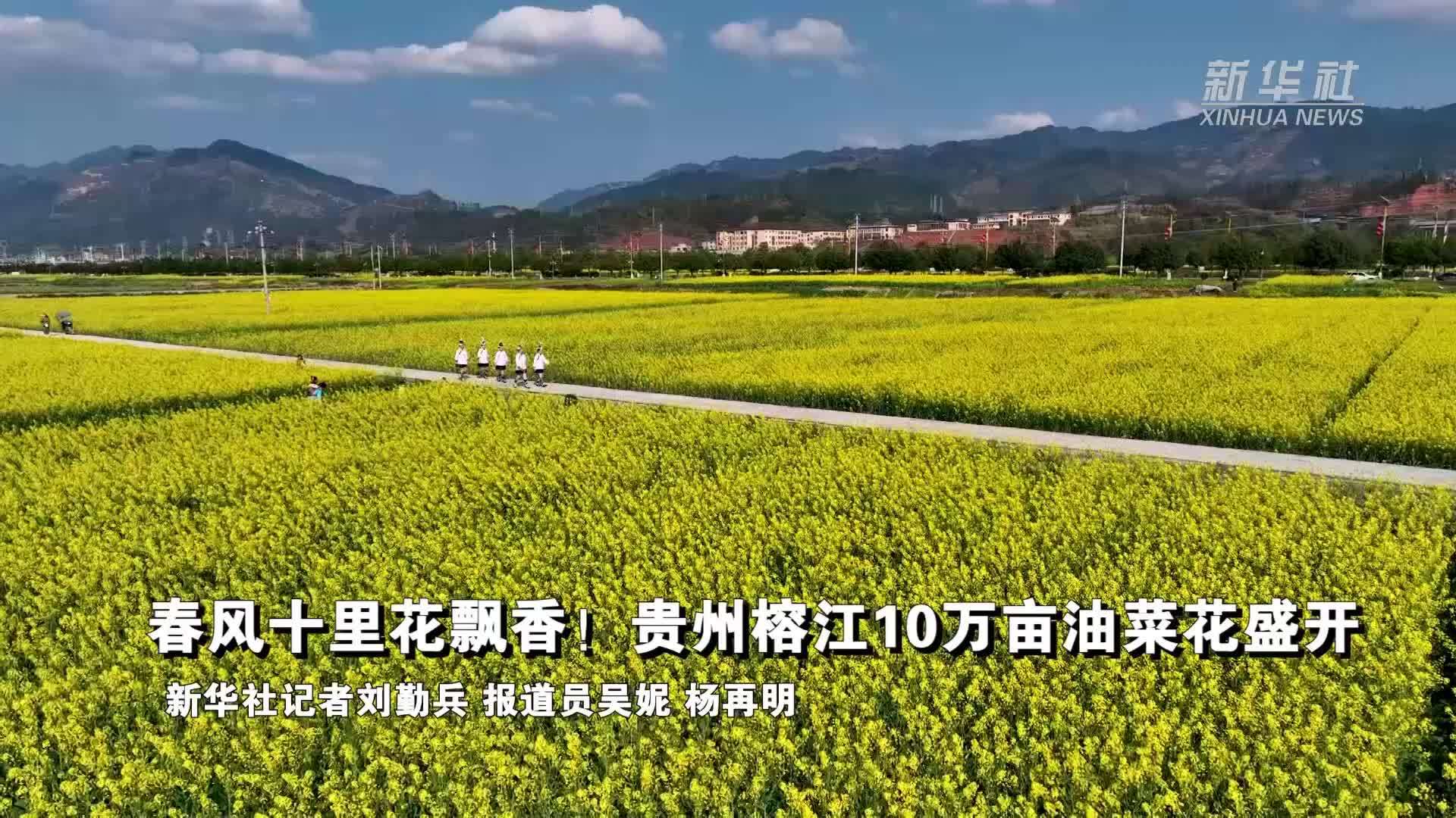春风十里花飘香！贵州榕江10万亩油菜花盛开