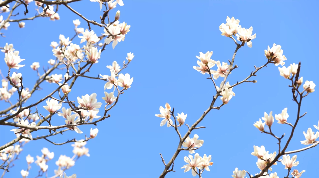 玉兰花又名望春花