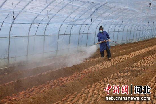 图为在宁晋县红薯育苗大棚里，村民正在给红薯种薯杀菌。李策 摄