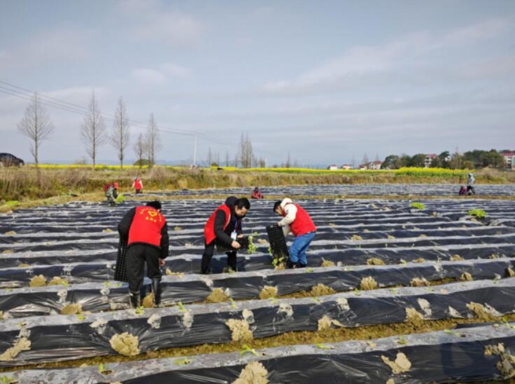 吉安安福县春暖三月学雷锋志愿服务助春耕