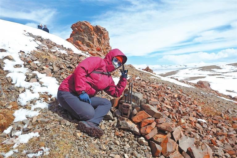 姜楠在野外安装红外相机　西藏日报供图