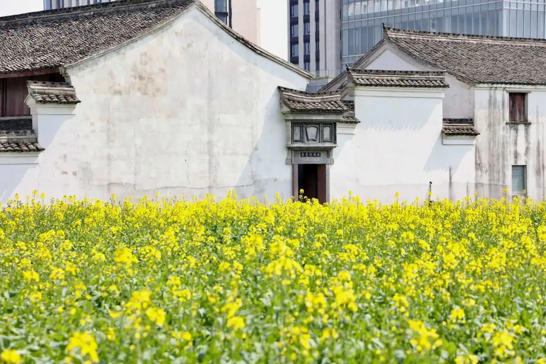 别错过鄞州这两片超美油菜花盛开位置就在