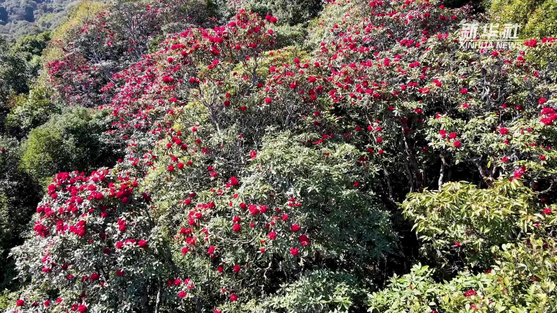 千城胜景丨云南施甸:惊艳!数万株大树杜鹃迎来盛花期_凤凰网视频_凤凰网