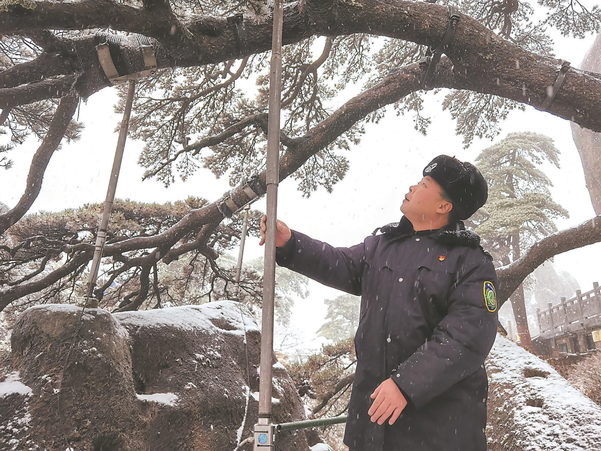 胡晓春在冬季守护迎客松。（黄山风景区供图）