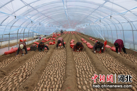 图为在宁晋县红薯育苗大棚里，村民正往育苗床上摆放红薯种薯。李策 摄