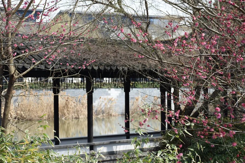 马鞍山梅花盛开正当时 踏春赏花去!凤凰网安徽_凤凰网