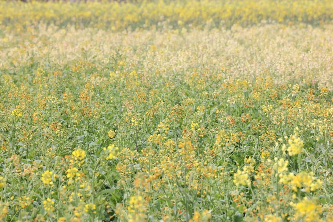 鄞江它山堰油菜花图片