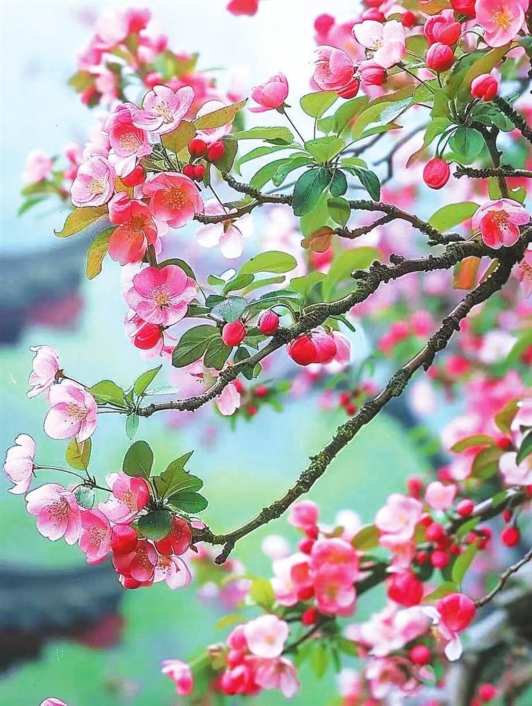 海棠