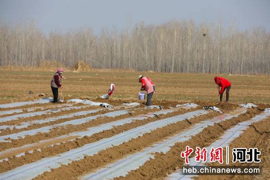 和洽社社员修整马铃薯地头。李金璐 摄