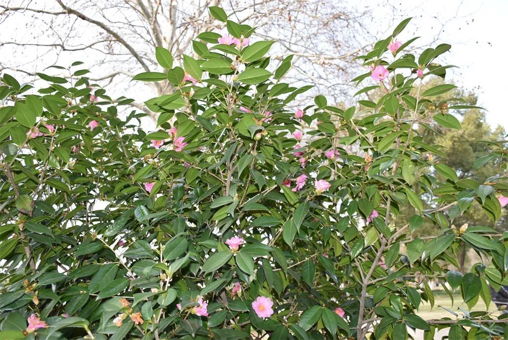 市政公园,霍里山公园,慈湖河滨江文化公园等,马鞍山各大公园均有梅花