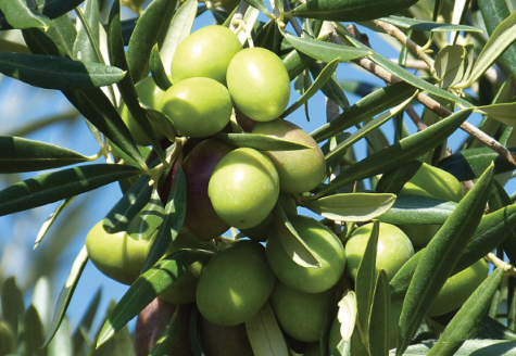 周总理60年前一次出访　为陇上江南带来遍地“黄金”