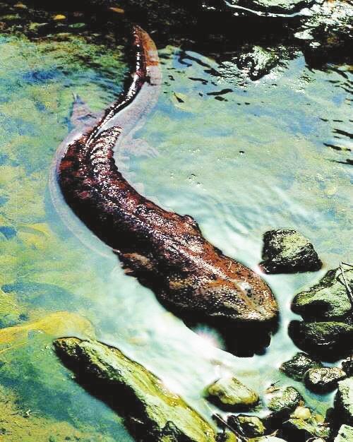 鲵鱼——娃娃鱼