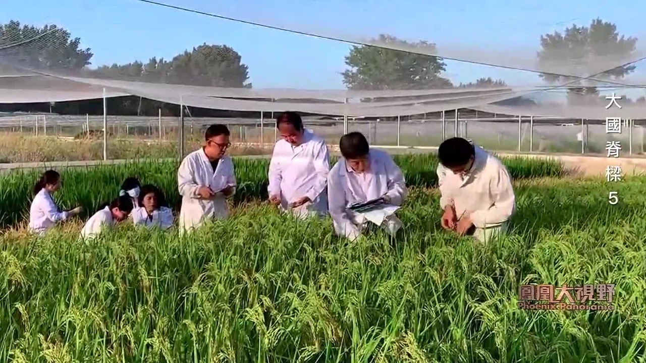 大国脊梁：粮食安全