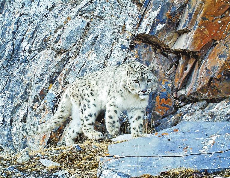 “雪峰隐士”　祁连山国家公园青海省管理局供图