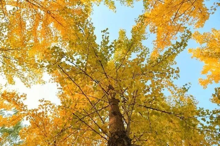 兰州理工大学银杏林，金黄、橙红、玫紫、墨绿、褐丹，层林尽染。