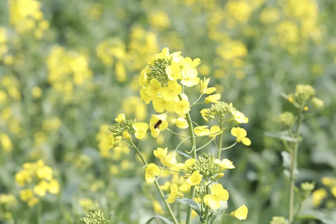 别错过!鄞州这两片超美油菜花盛开!位置就在→凤凰网宁波_凤凰网