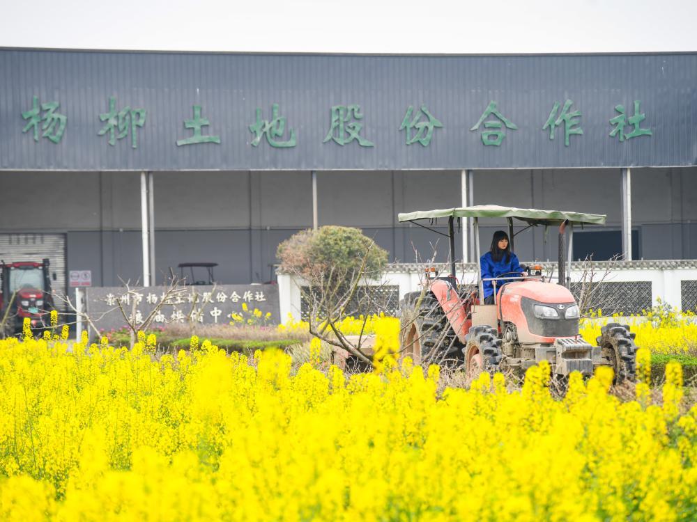 3月8日,在四川成都崇州市隆兴镇,王伶俐在驾驶拖拉机。新华社记者王曦 摄