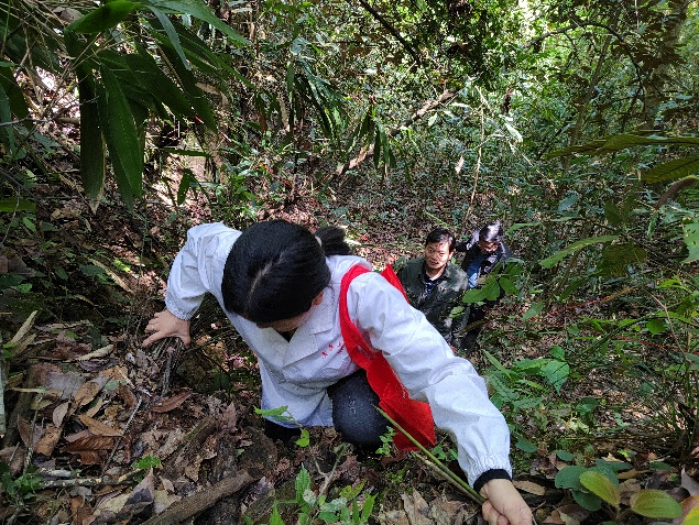 工作人员每天需跋涉险峻山路。（图/黄桑自然保护区管理处）