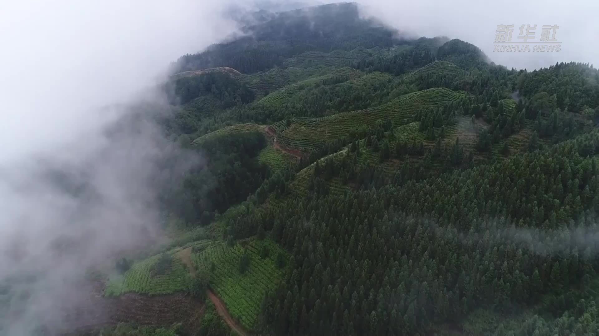 贵州晴隆：以茶为媒 推动茶产业高质量发展